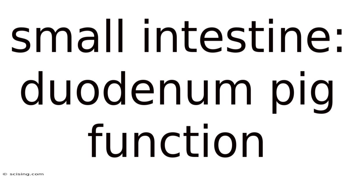 Small Intestine: Duodenum Pig Function