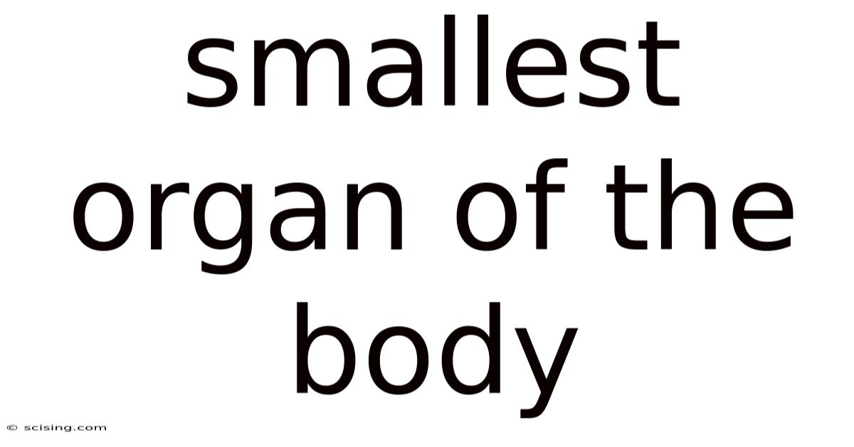 Smallest Organ Of The Body