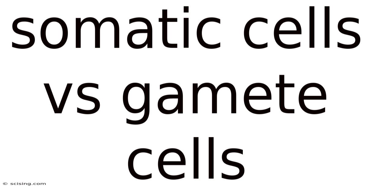 Somatic Cells Vs Gamete Cells