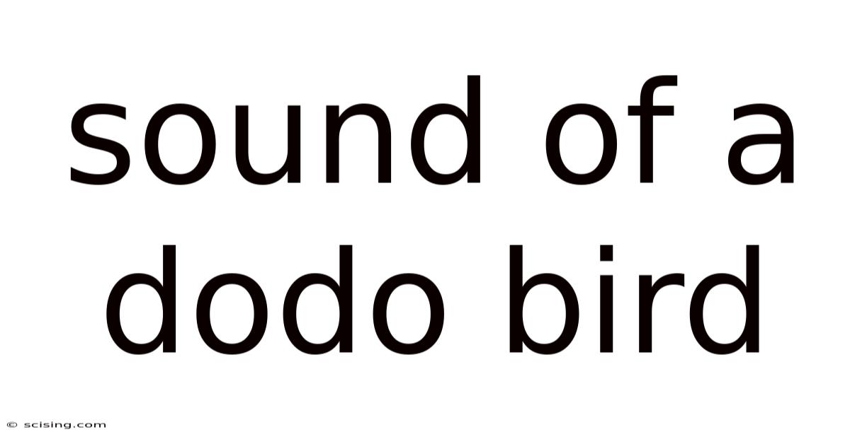 Sound Of A Dodo Bird