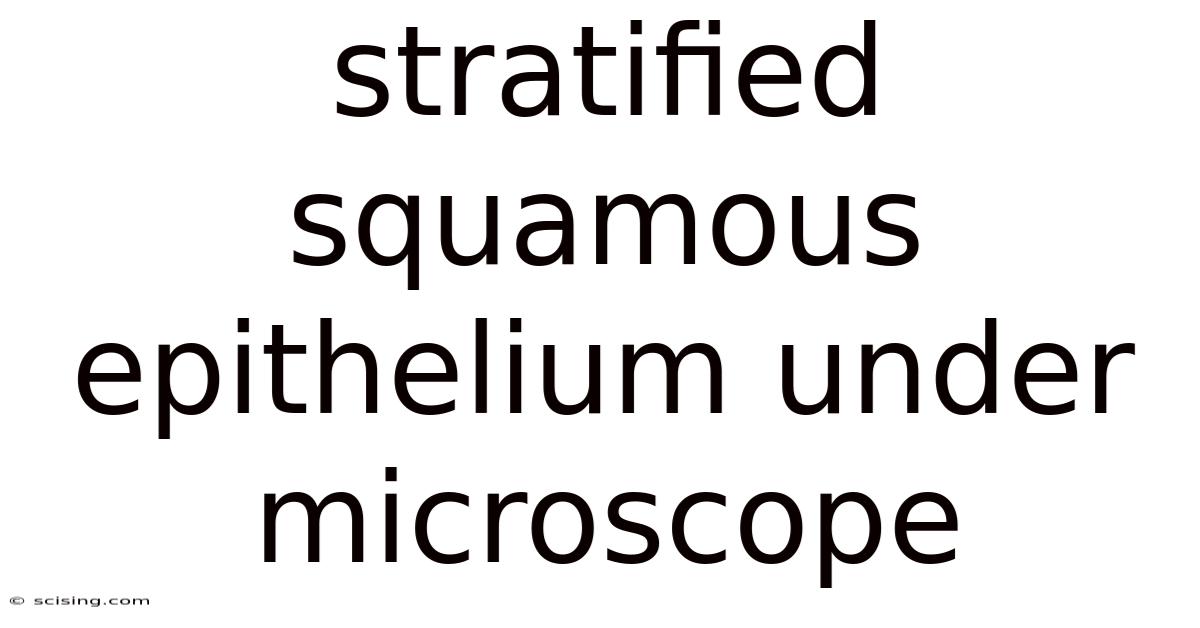 Stratified Squamous Epithelium Under Microscope