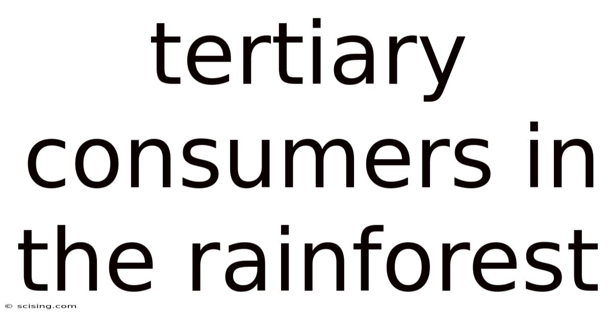 Tertiary Consumers In The Rainforest