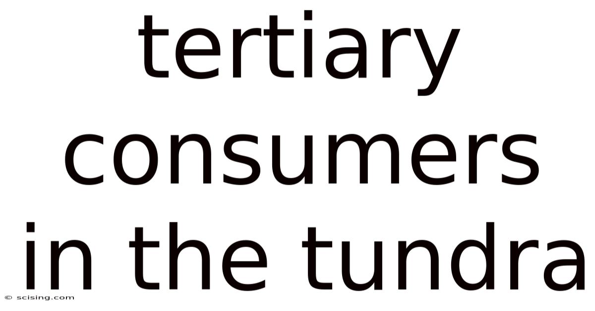 Tertiary Consumers In The Tundra