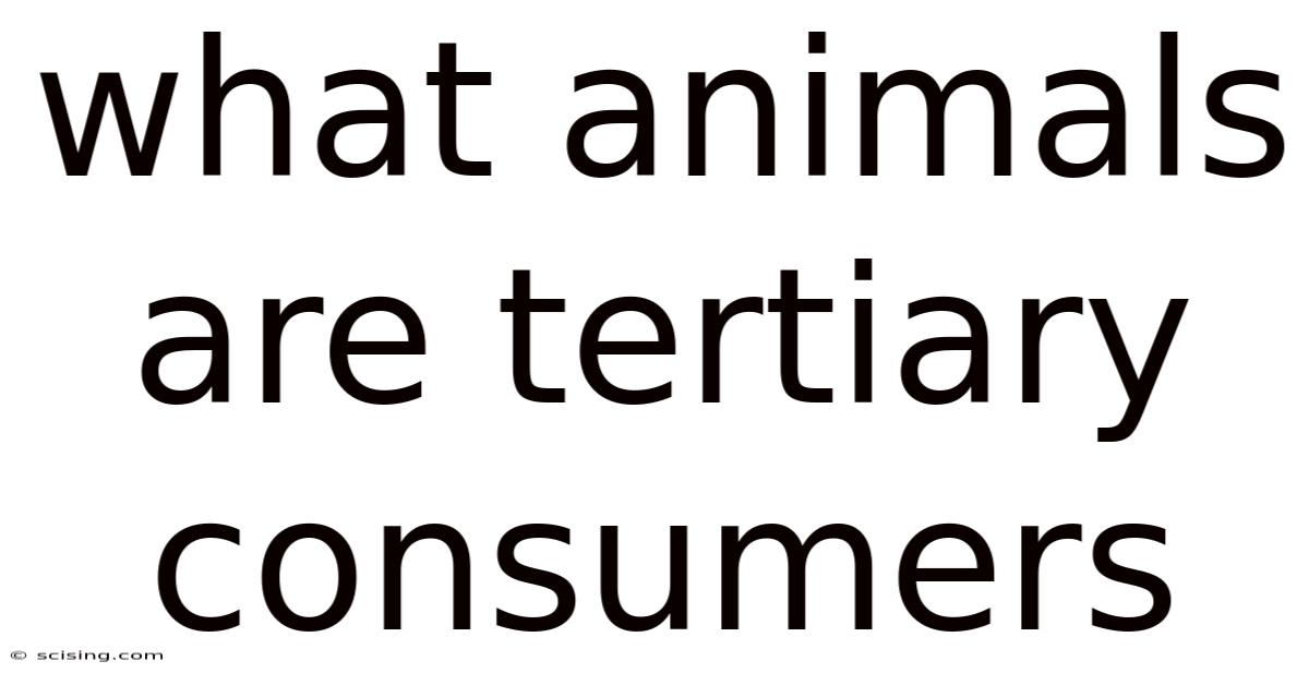 What Animals Are Tertiary Consumers