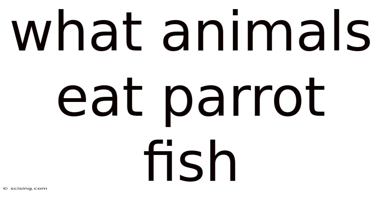 What Animals Eat Parrot Fish