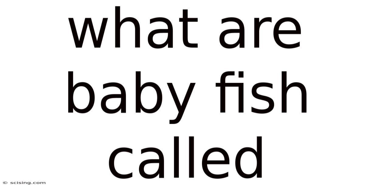 What Are Baby Fish Called
