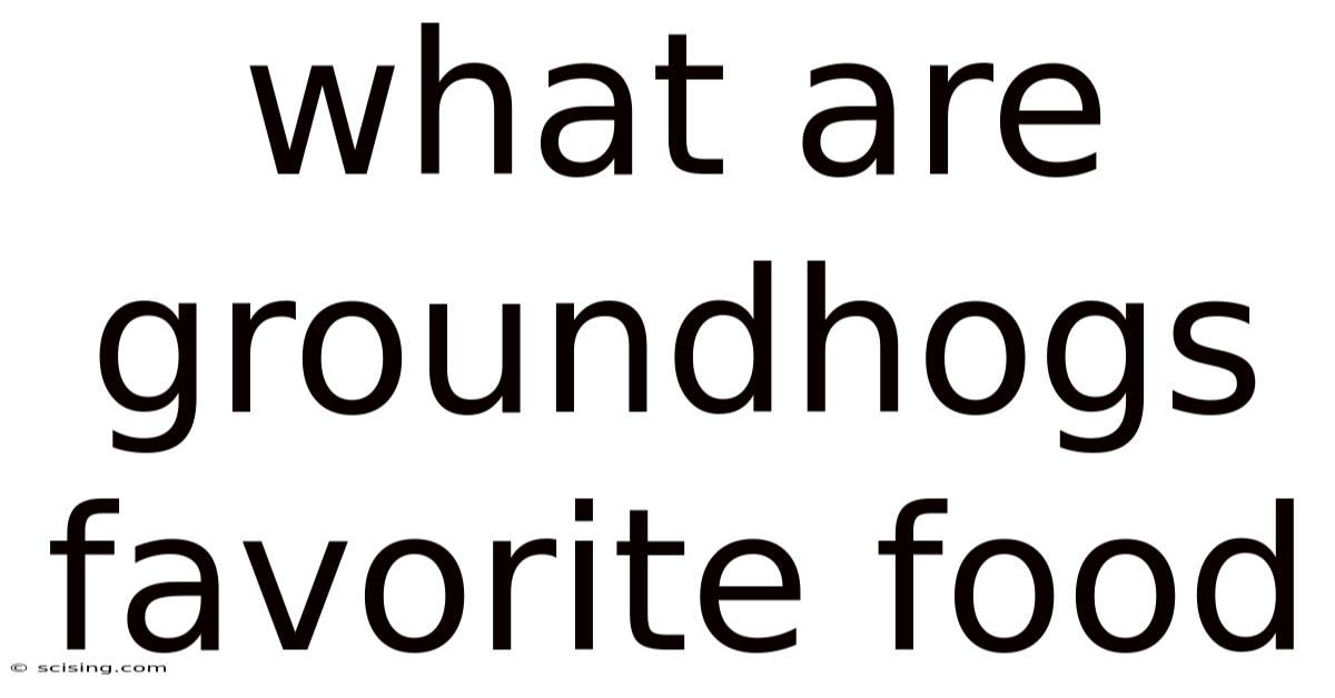 What Are Groundhogs Favorite Food