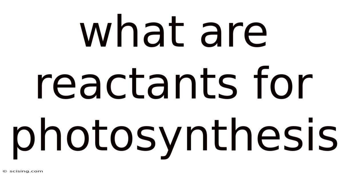 What Are Reactants For Photosynthesis