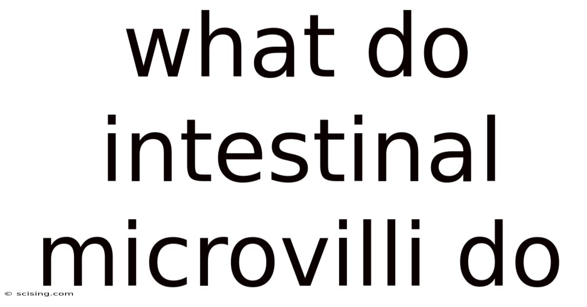 What Do Intestinal Microvilli Do