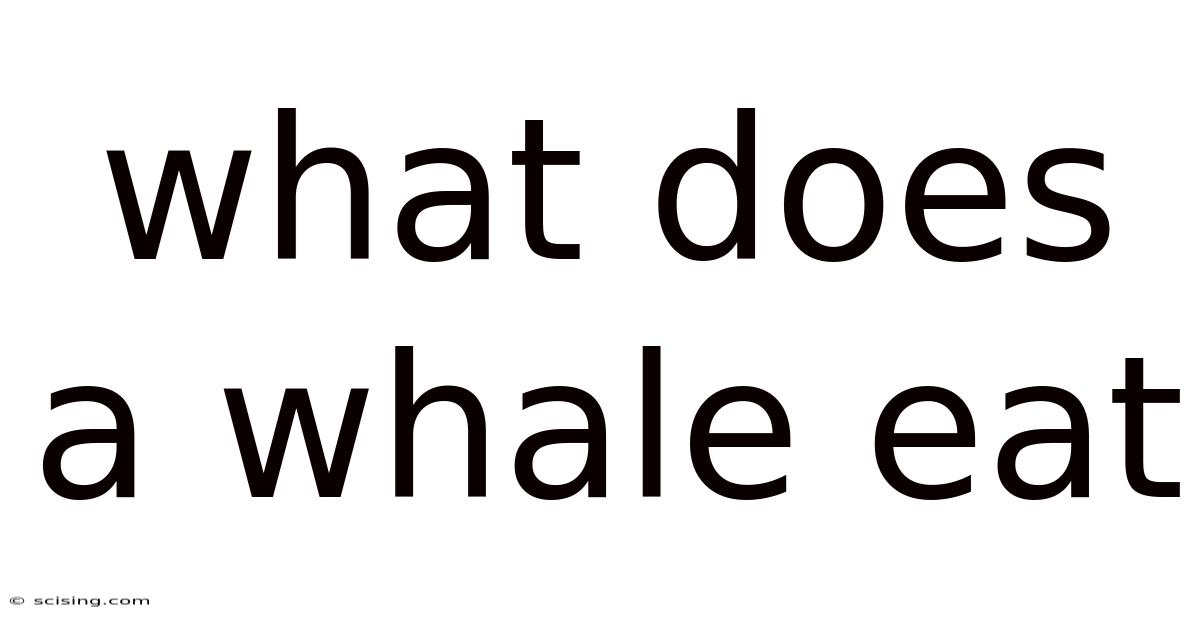 What Does A Whale Eat