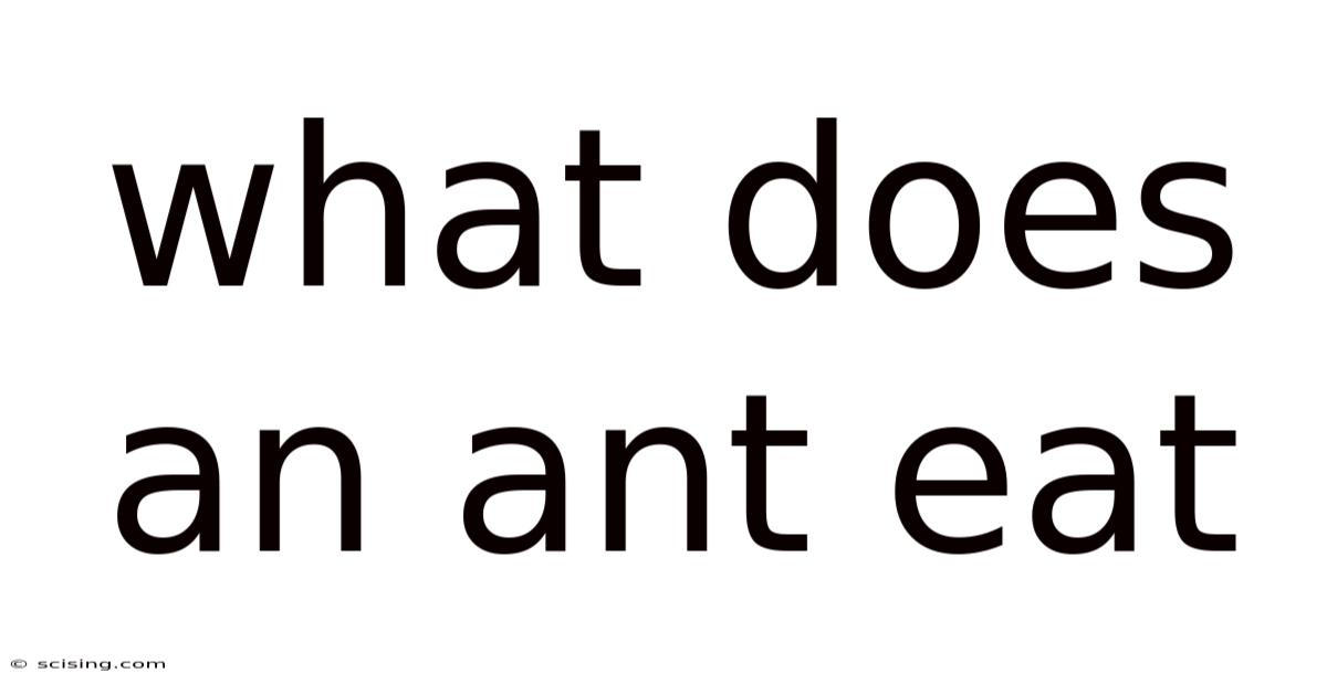 What Does An Ant Eat
