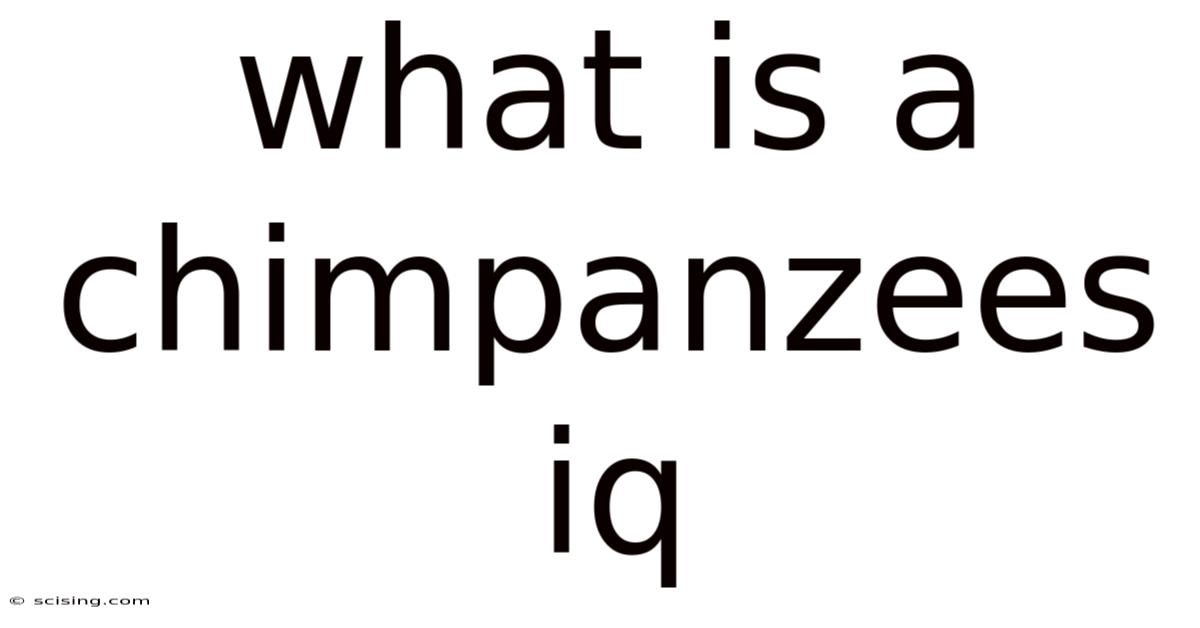 What Is A Chimpanzees Iq