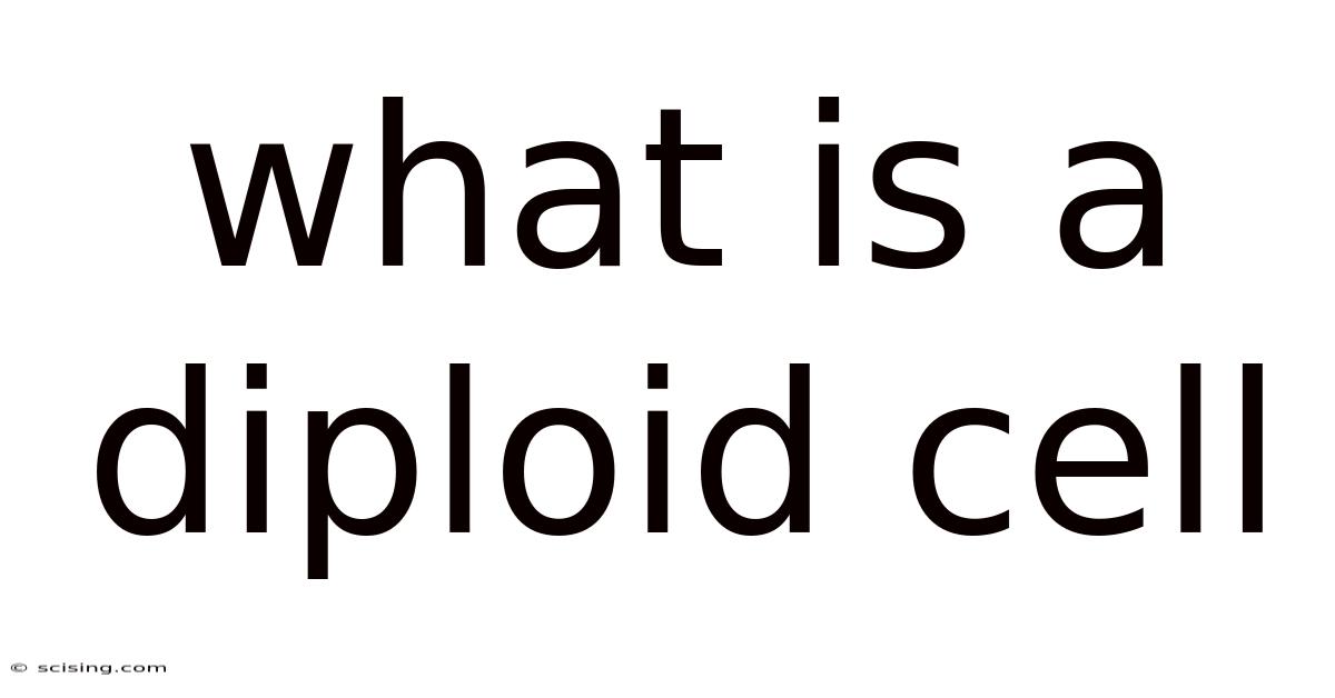 What Is A Diploid Cell