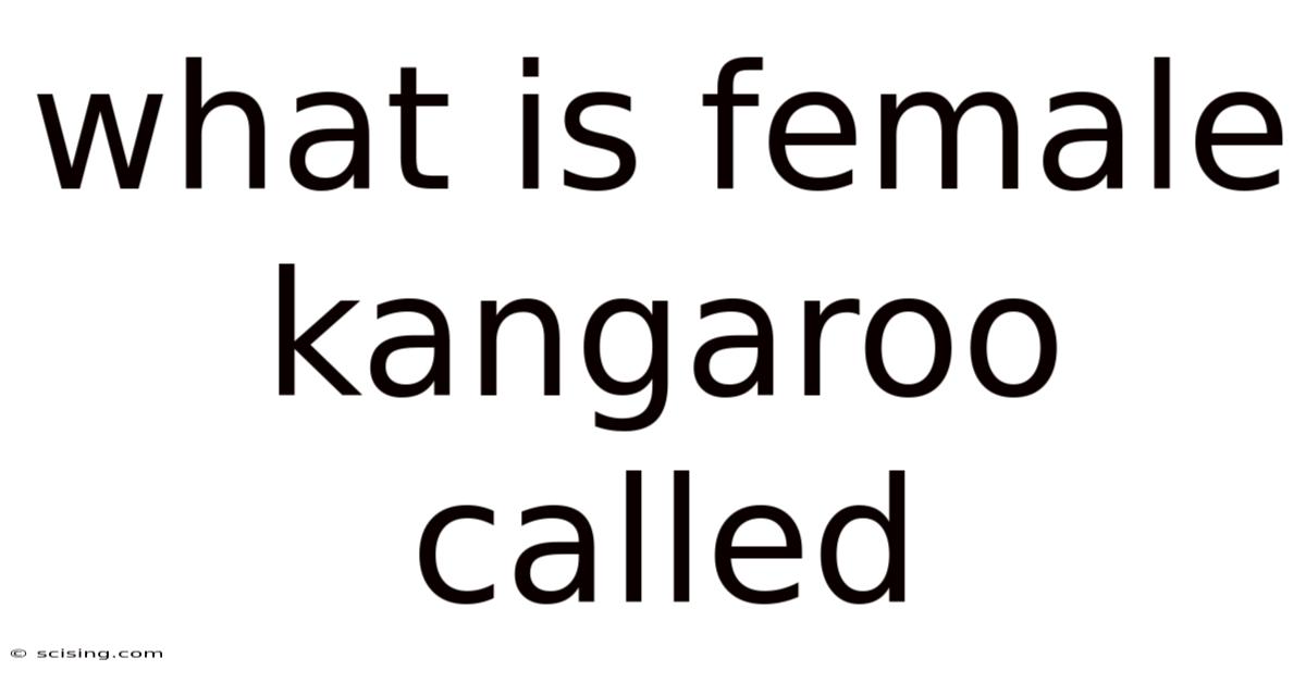 What Is Female Kangaroo Called