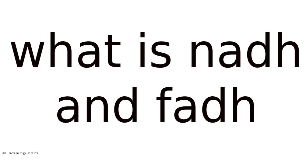 What Is Nadh And Fadh