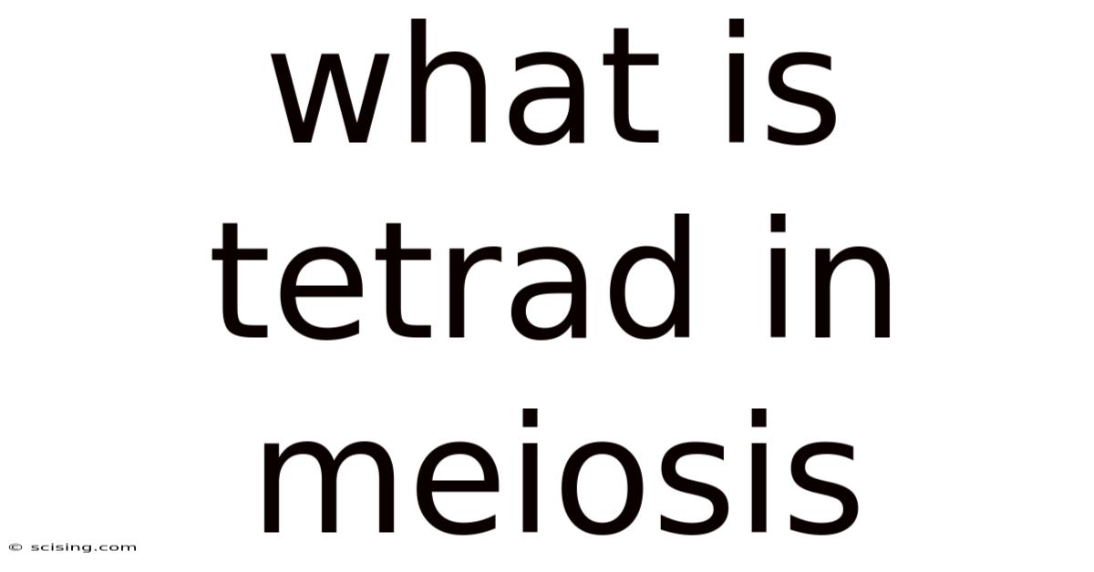 What Is Tetrad In Meiosis