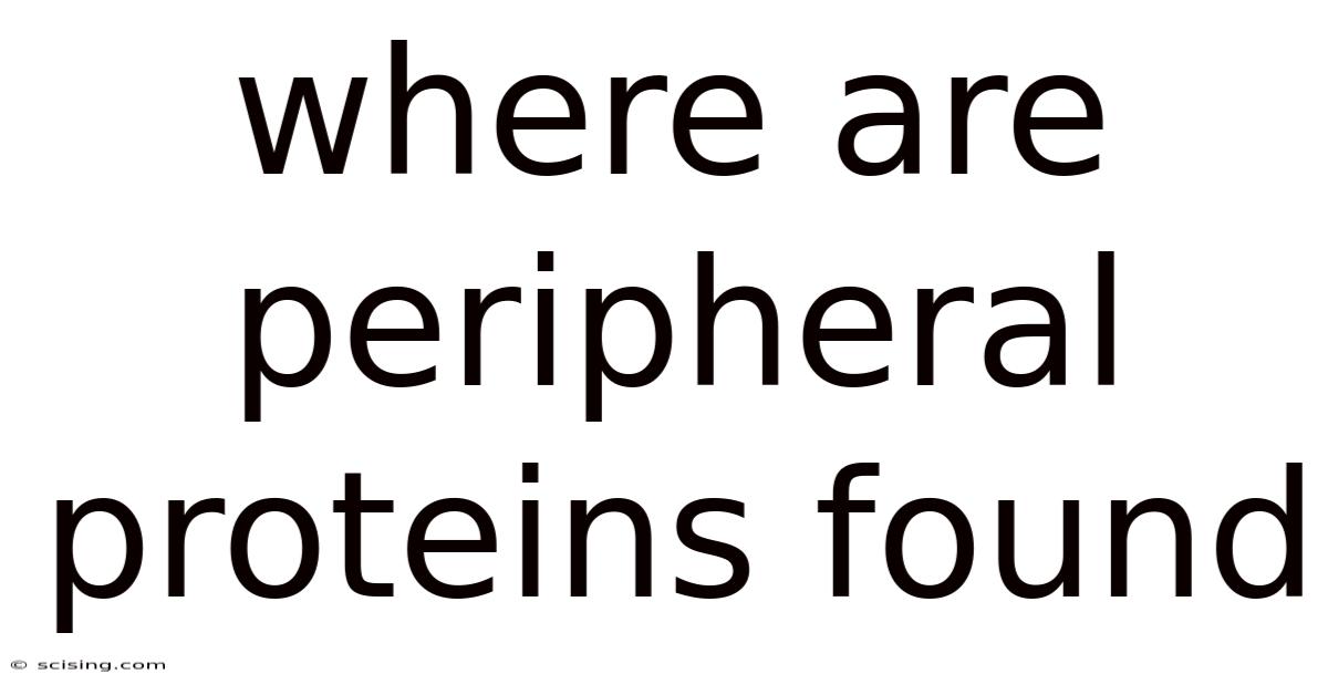 Where Are Peripheral Proteins Found