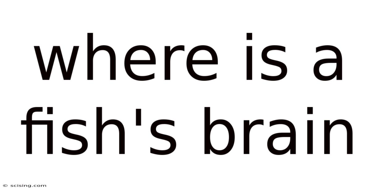 Where Is A Fish's Brain