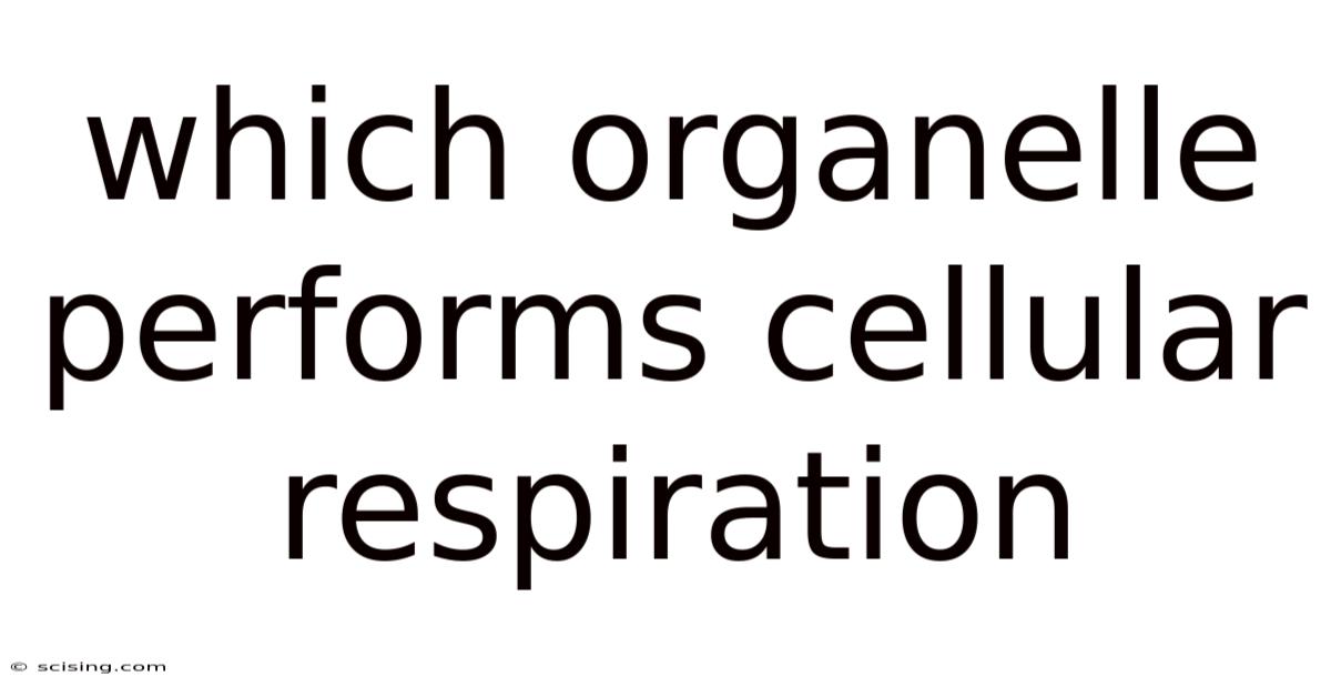 Which Organelle Performs Cellular Respiration