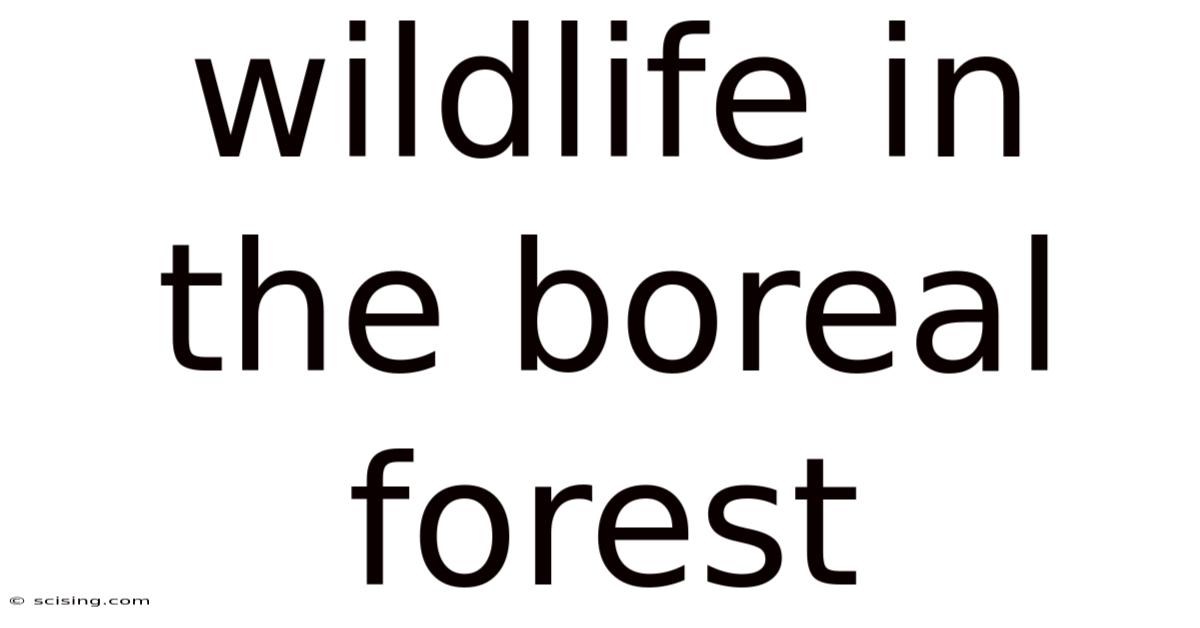 Wildlife In The Boreal Forest