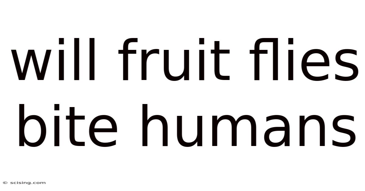 Will Fruit Flies Bite Humans