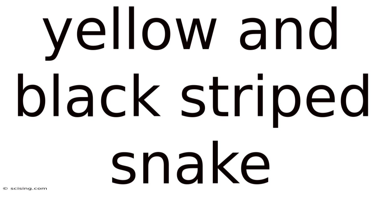 Yellow And Black Striped Snake
